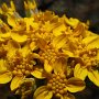Golden Yarrow (Eriophyllum confertiflorum var. confertiflorum): A small native shrub that often  grows in Chaparral & Scrub areas.